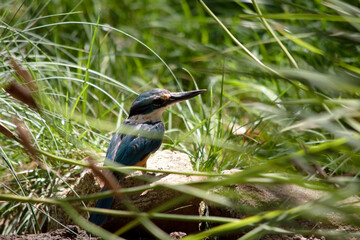 the kingfisher is hiding in the grass