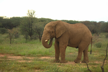 Fototapeta premium African elephant walking through grassland in a Namibian national park. Wildlife photography highlighting large mammals in natural habitats.