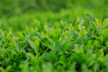 Green tea shoots grow in spring  ,China