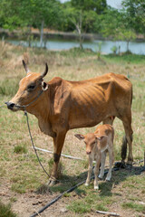 Cows are eating grass, nature background