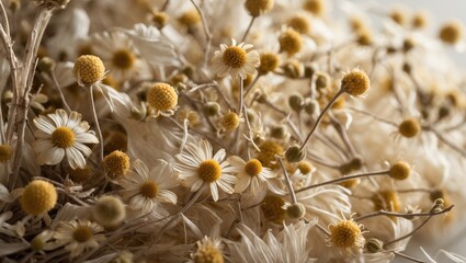 Dry chamomile background with flower and herb textures