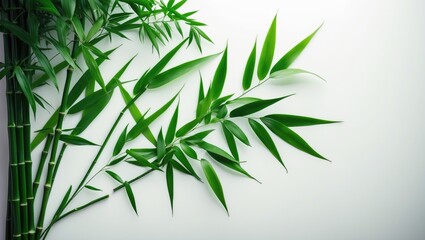 Fototapeta premium Fresh bamboo leaves displayed on a white background