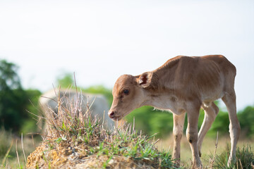 Cows are eating grass, nature background