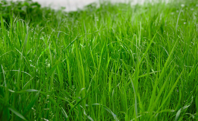 Green grass close up. Closeup of lush uncut green grass with drops of dew in soft morning light.