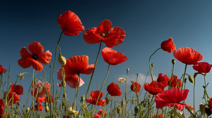 Obraz premium Red poppies against a deep blue sky, showcasing vibrant color and natural beauty symbolizing remembrance, fragility, and the fleeting nature of life
