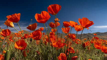 Obraz premium Vibrant orange poppies bloom under a clear blue sky, showcasing a field of wildflowers. The image represents nature's beauty and the vibrancy of spring.