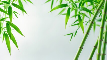 Fototapeta premium Green bamboo tip on a white background