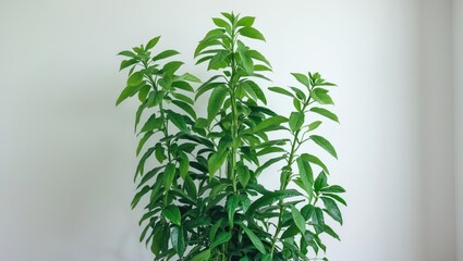 Naklejka premium Close-up of green leaves from a bush on a white background