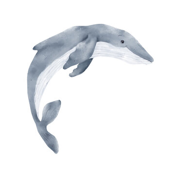 A humpback whale with a beautiful tail and fins. Watercolor illustration. A large mammal from the underwater world, isolated on a white background. A marine animal from the ocean.