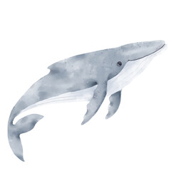 A humpback whale with a beautiful tail and fins. Watercolor illustration. A large mammal from the underwater world, isolated on a white background. A marine animal from the ocean.