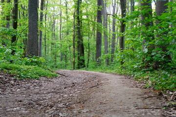 Path way in forest among tall trees with green foliage in spring day