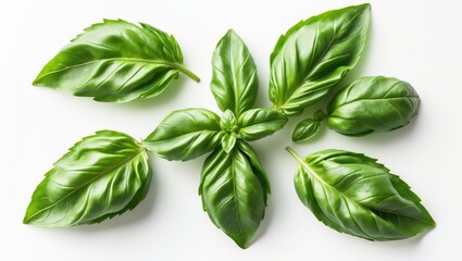 Isolated basil leaf collection from top view with full depth of field
