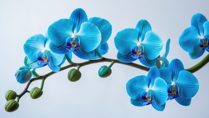 Fototapeta na wymiar Elegant blue orchids displayed on a white background.