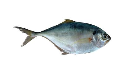 Shrimp scad fish on transparent background
