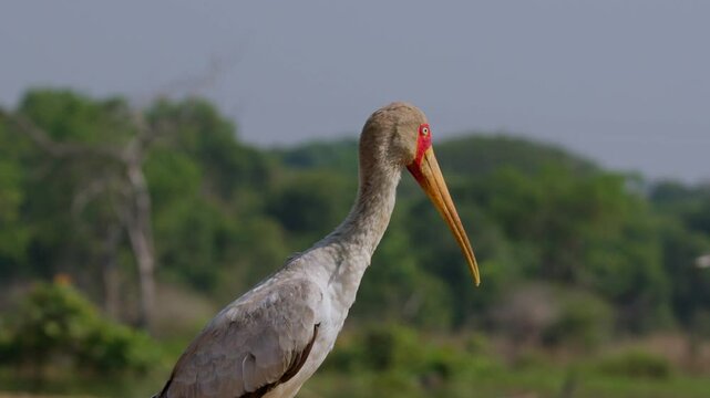 A yellow-billed stork (Mycteria ibis) stands still near the Nile riverbanks in Uganda's Murchison Falls Park, surrounded by green landscape and soft morning light, captured in real time.