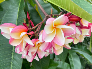 Pink and white plumeria flowers blooming on tree with green leaves, tropical floral background