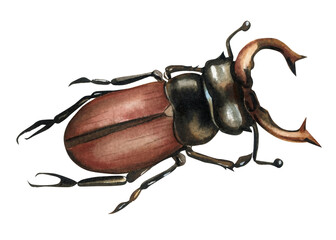 watercolor stag beetle insect with large antlers and brown body hand painted illustration isolated on white background © Hanna