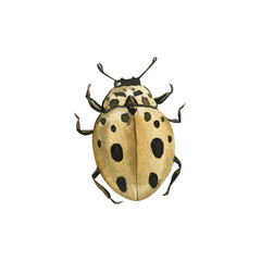 watercolor spotted beetle insect illustration beige black dots vintage natural drawing entomology bug isolated on black background
