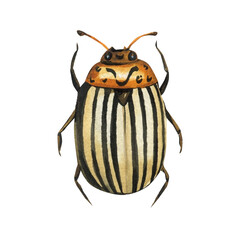 Striped bug watercolor colorado potato beetle insect striped yellow black body hand painted illustration isolated white