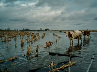 Cows standing in flooded fields after heavy rainfall in a rural landscape at dusk