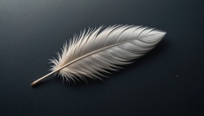 Delicate white feather nature close-up photography minimalistic environment artistic viewpoint concept of lightness and freedom