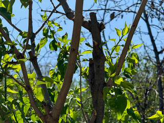 green leaves on the tree