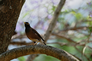 Common myna on the branch