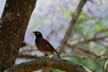 Common myna on the branch