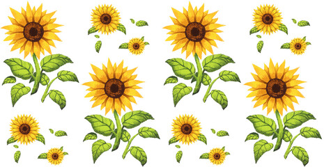 Beautiful sunflower illustration