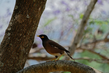 Common myna on the branch