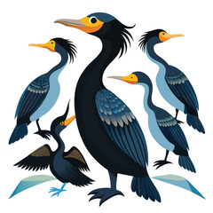 Obraz premium Cormorant Birds set on white background