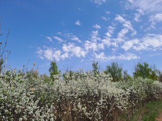 blooming cherry tree in spring