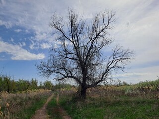 lonely tree in the field