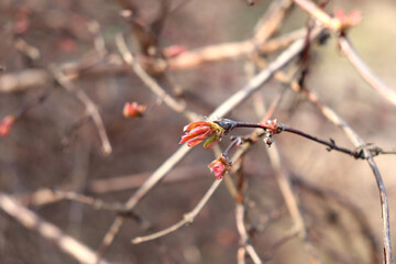 Branch of honeysuckle bush with blossoming leaves, buds on sunny spring day - horizontal color photo