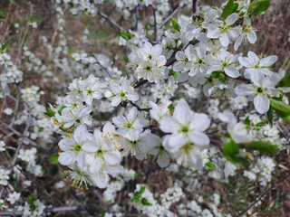 blooming cherry tree in spring