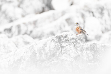 The alpine accentor, fine art portrait on the rocks (Prunella collaris)