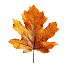 Obraz premium yellow autumn leaf on transparent background 