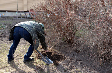 Elderly man bending over, digging branches of honeysuckle bush, sprinkling them with earth, spring...