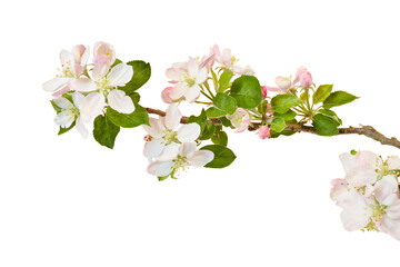apple tree branch with pink and white blooming flower buds in spring isolated on white or transparent png