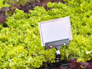 Fresh lollo bionda lettuce display with price tag in market setting