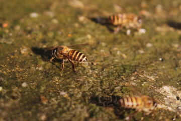 Picture of 3 bees eating something.