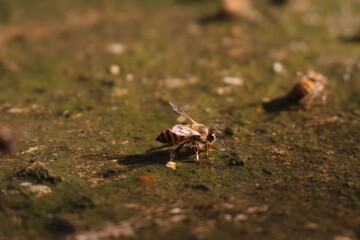 Image of a bee perched on the surface of water on the ground.