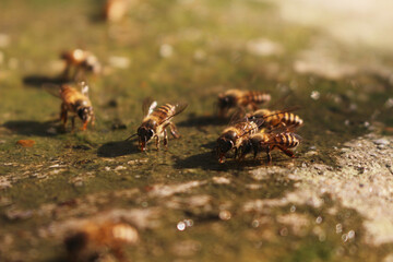 Close-up image of a swarm of bees drinking water.