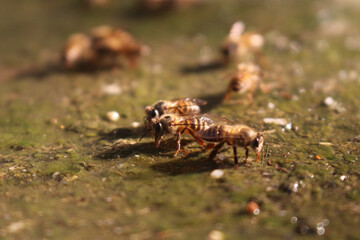 Image of a swarm of bees drinking water.