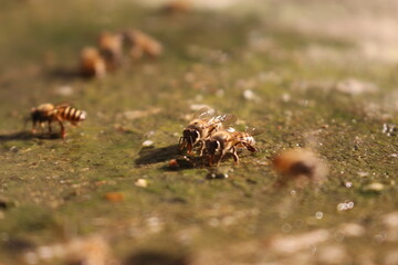 Picture of two bees eating something.