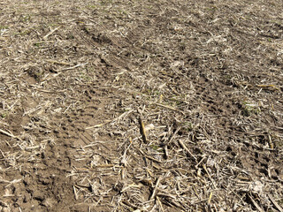 Harvested cornfield with tire tracks in dry soil landscape