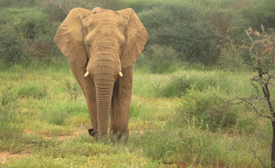 African elephant walking through grassland in a Namibian national park. Wildlife photography highlighting large mammals in natural habitats. Namibia, Africa.