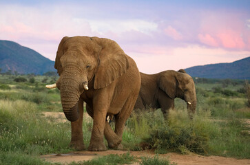 Beautiful young African elephants at sunset.
On a game drive in a Namibian game reserve. Tourism and vacation concept. Namibia, Africa.