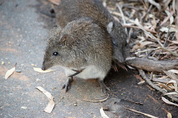 the long nosed potoroo has a joey tail sticking out of her pouch
