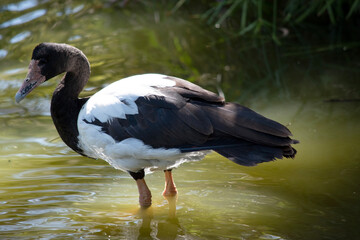 this is a side view of a magpie goose